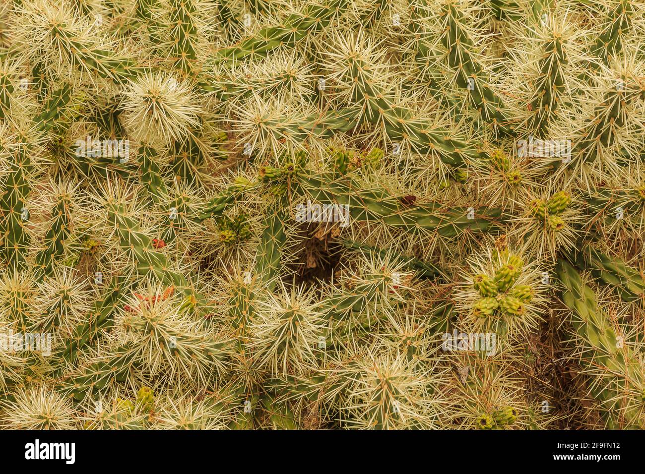 Cactus plant Cylindropuntia tunicata without from the Arizona desert without flowers in autumn. Planted in the botanical garden of Malaga. Stock Photo