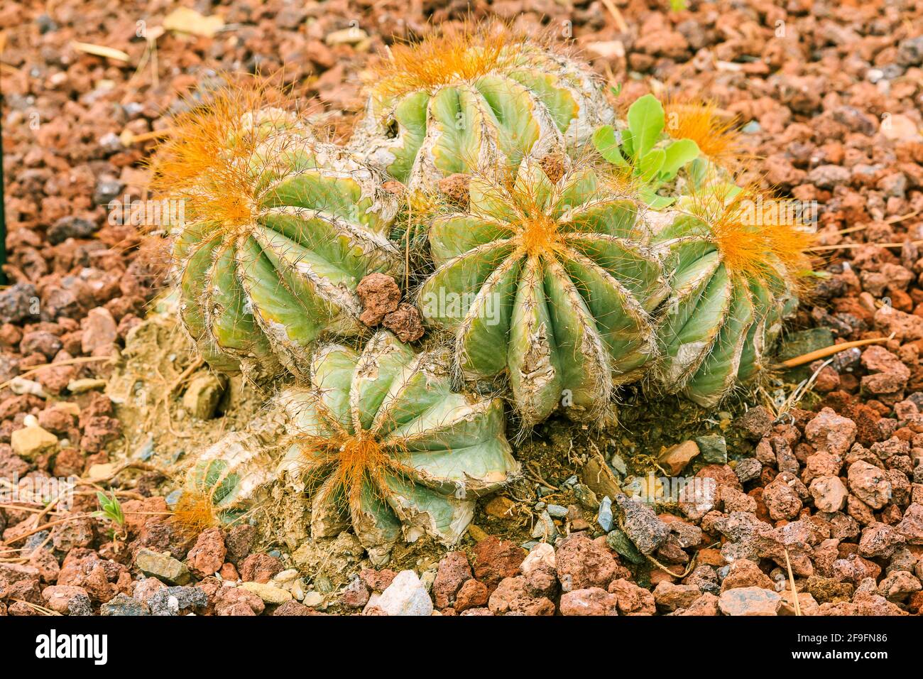 Cactus plant Parodia magnifica from Brazil in autumn with yellow spines. Planted in the botanical garden on stony ground Stock Photo