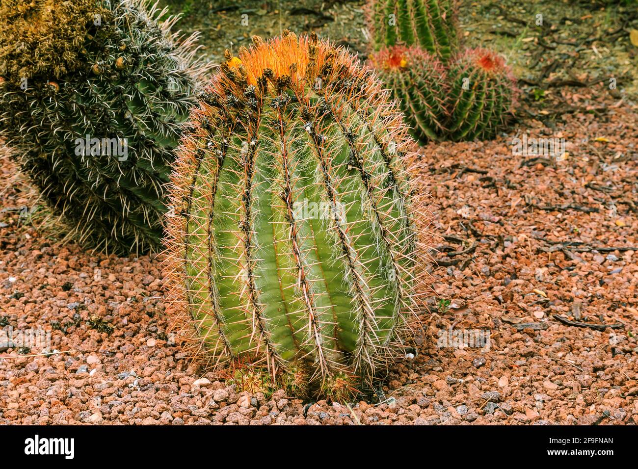 prickly small cactus Ferocactus peninsulae on stony ground with dried flowers and orange flower ends in autumn. Country of origin Mexico on the Americ Stock Photo