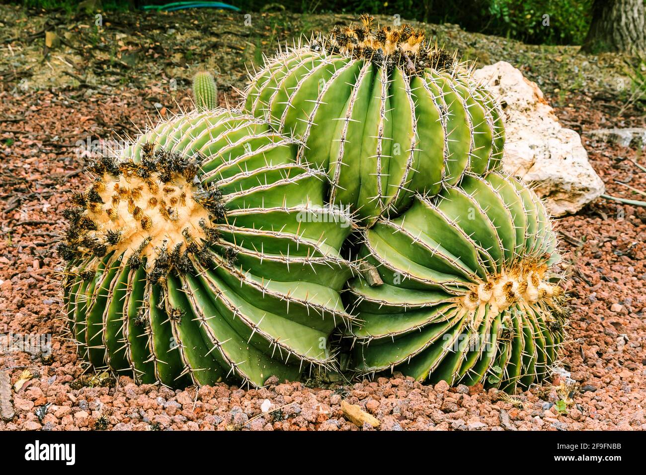 Detail shot of the cactus Ferocactus schwarzii on stony ground with dried flowers and orange flower ends in autumn. Country of origin Sinaloa Mexico o Stock Photo