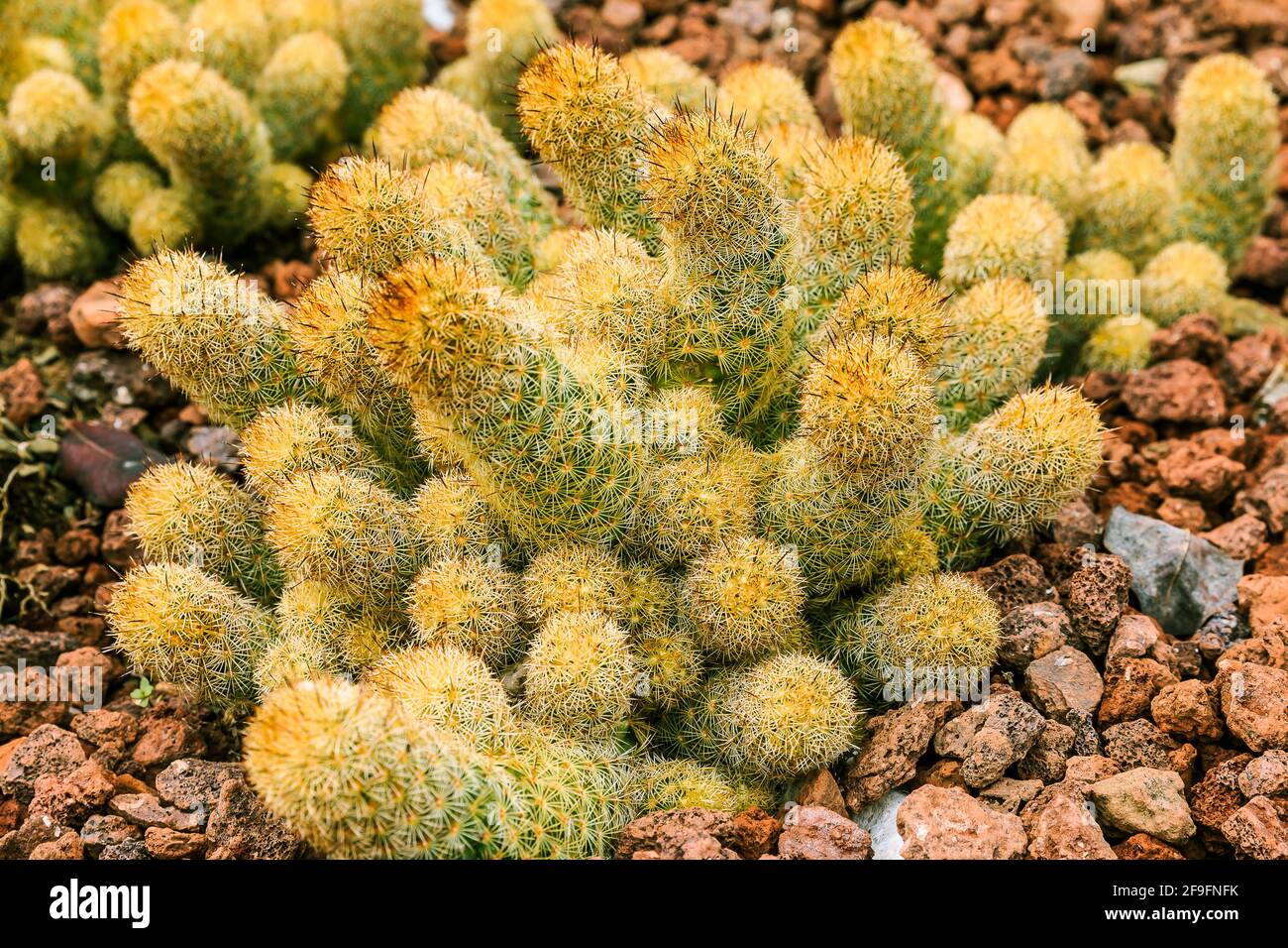 Detail shot of cactus Mammillaria elongata on stony ground in autumn. Country of origin Guanajuato Mexico on the Americas. Many bright spines on the p Stock Photo