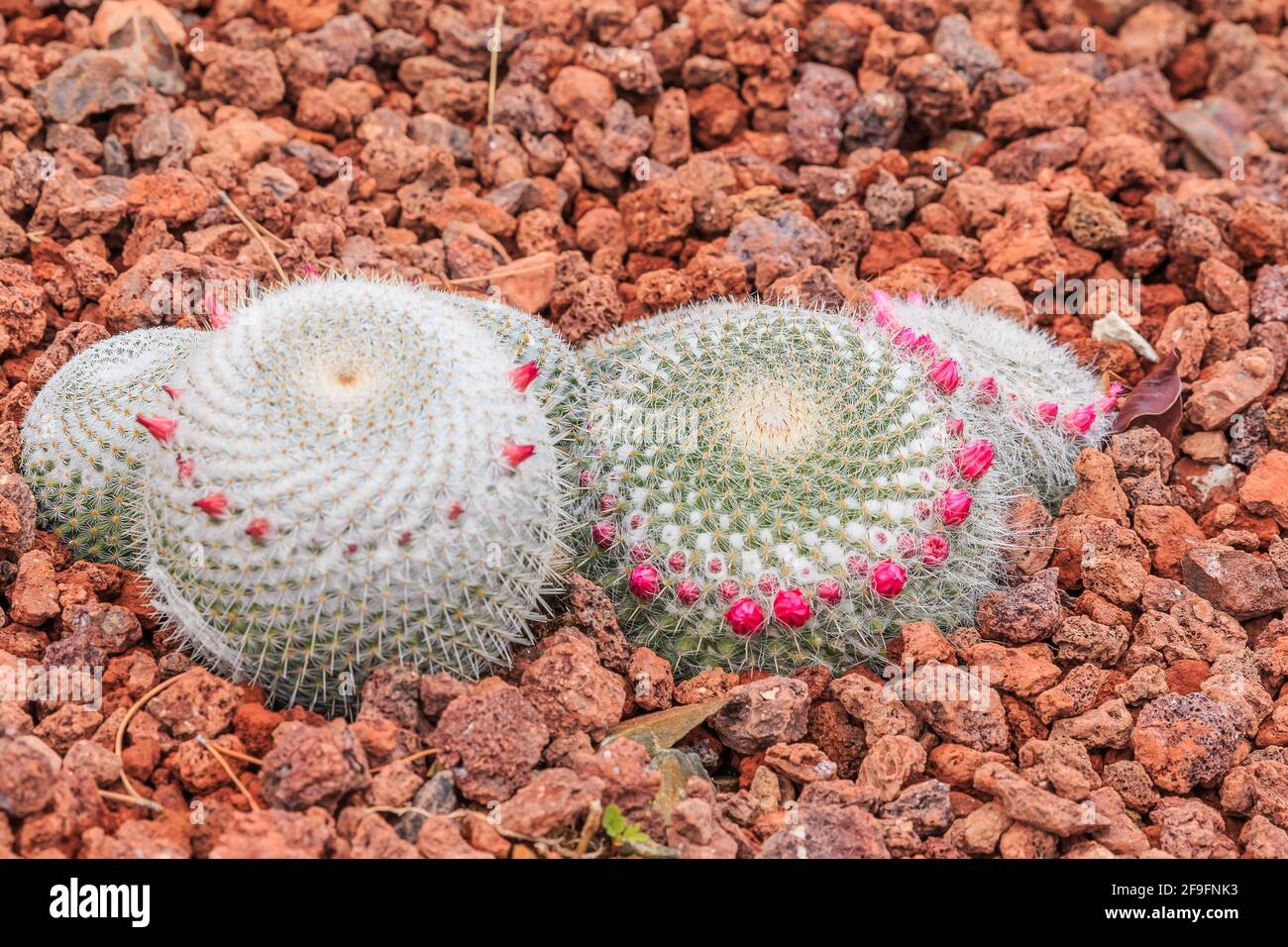 Cactus mammillaria muehlenpfordtii on stony ground in autumn with many white spines and pink flowers. Country of origin Mexico on the American contine Stock Photo
