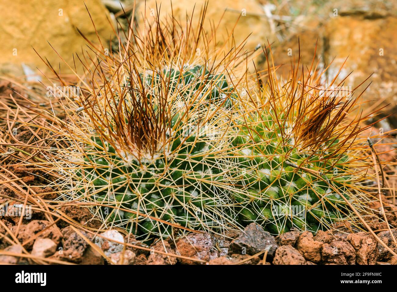 Mammillaria pincushion cactus hires stock photography and images Alamy