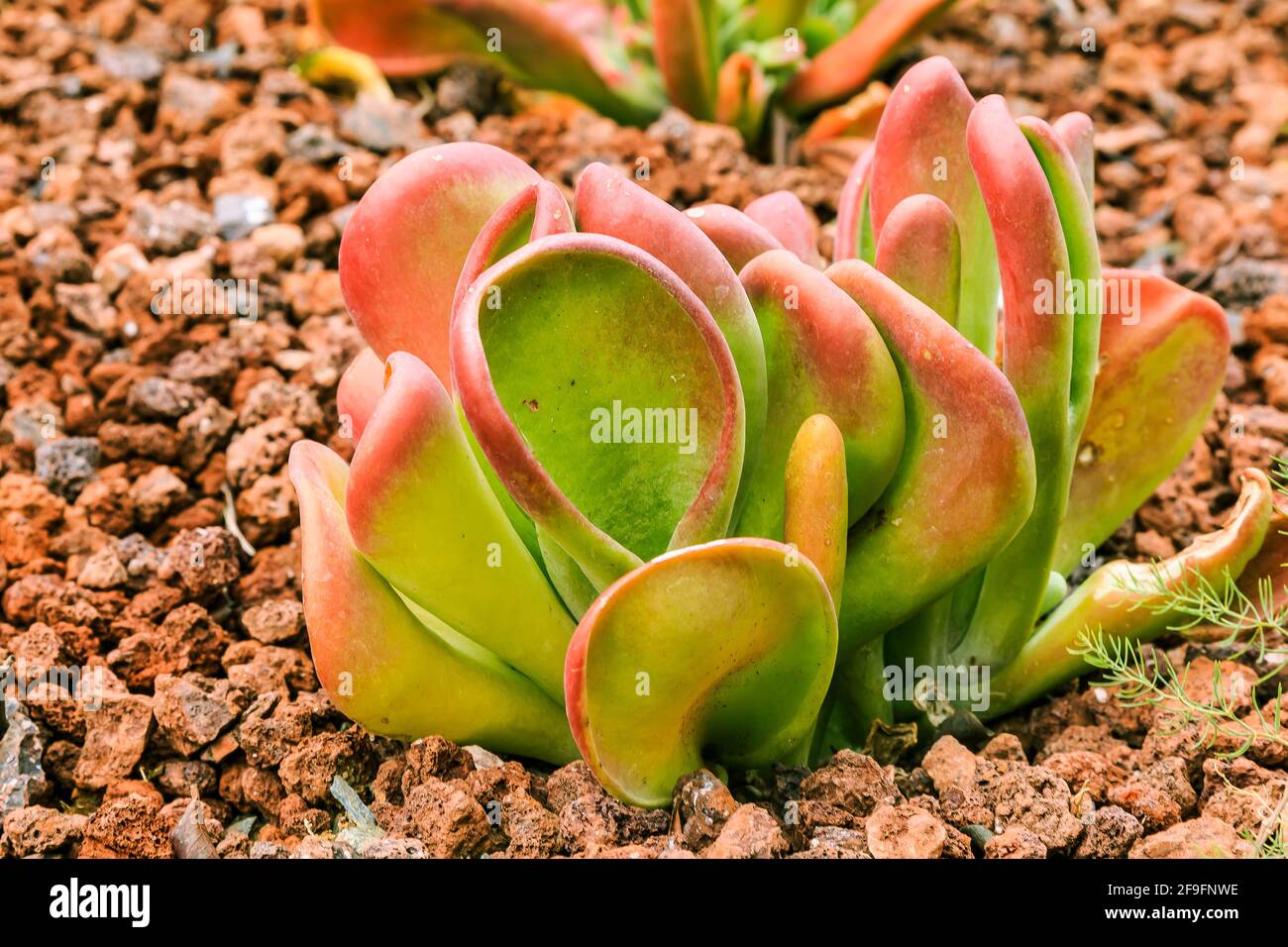 Kalanchoe thyrsiflora plants Species of the genus Kalanchoe in the family of thick-leaf plants on brown stony ground in autumn. Country of origin Sout Stock Photo