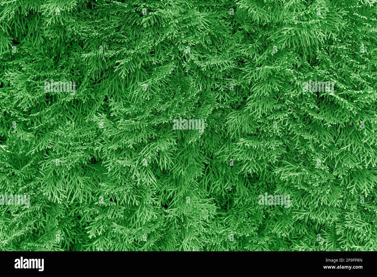 Thuja branches as an abstract background. Stock Photo