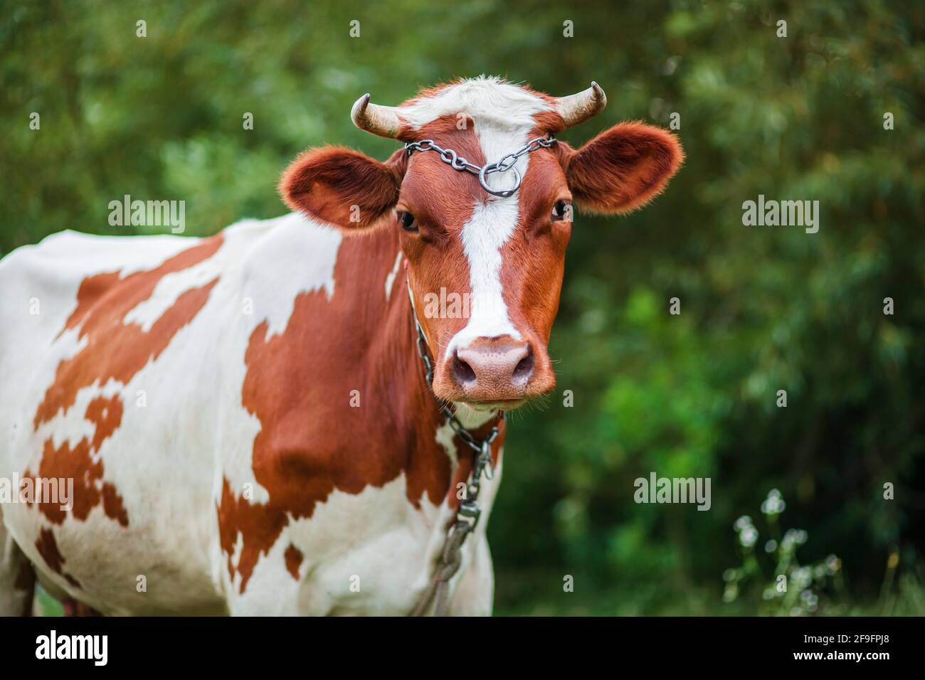 Ayrshire cow hires stock photography and images Alamy