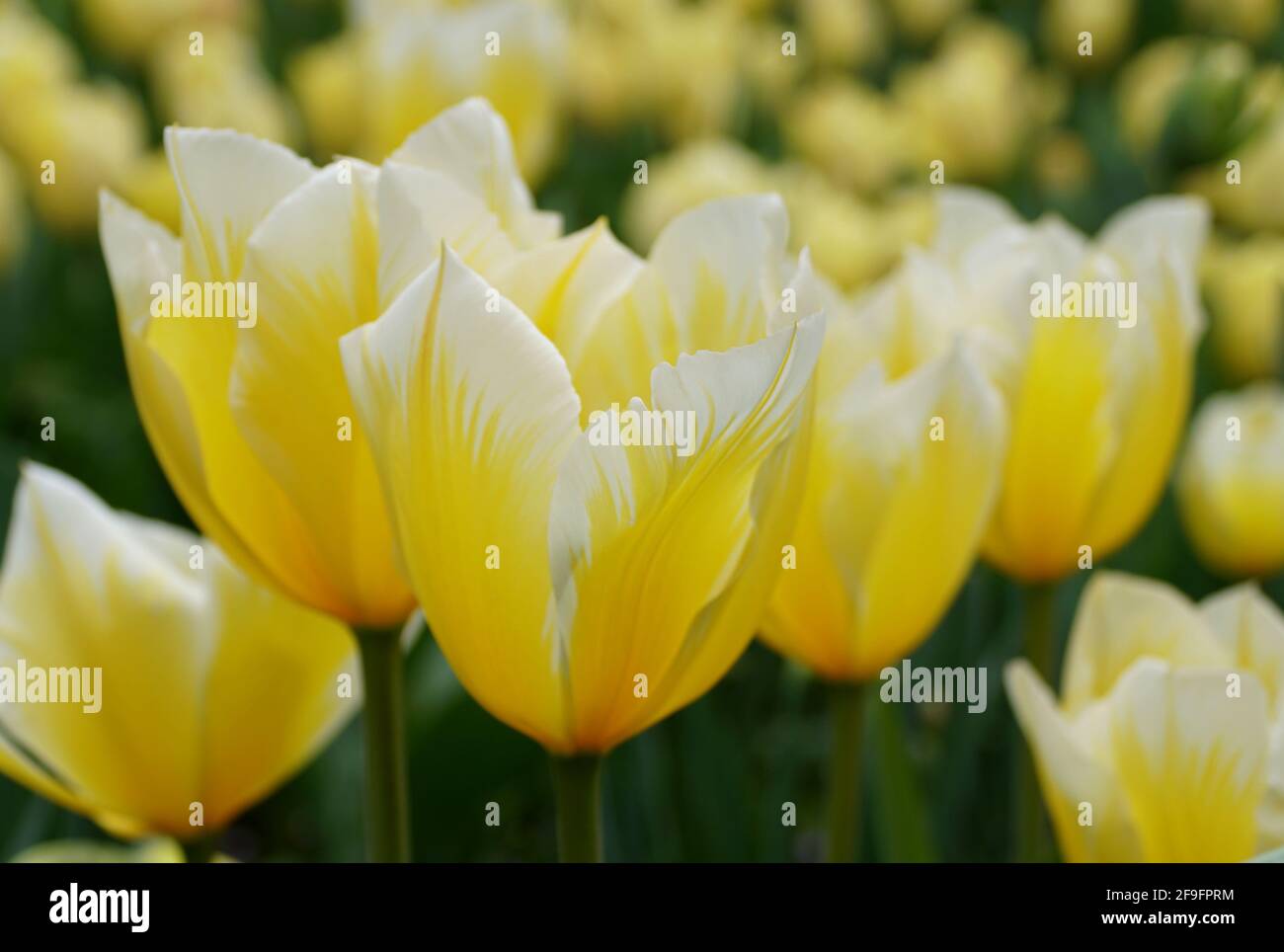 Beautiful yellow and white Fosteriana tulip 'Sweetheart' flowers at full bloom Stock Photo