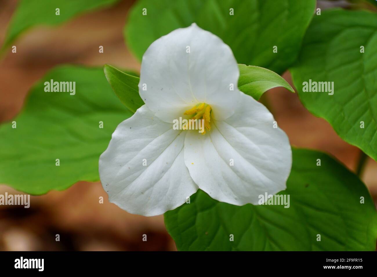 Close up of the white Showy Trillium flower at full bloom Stock Photo