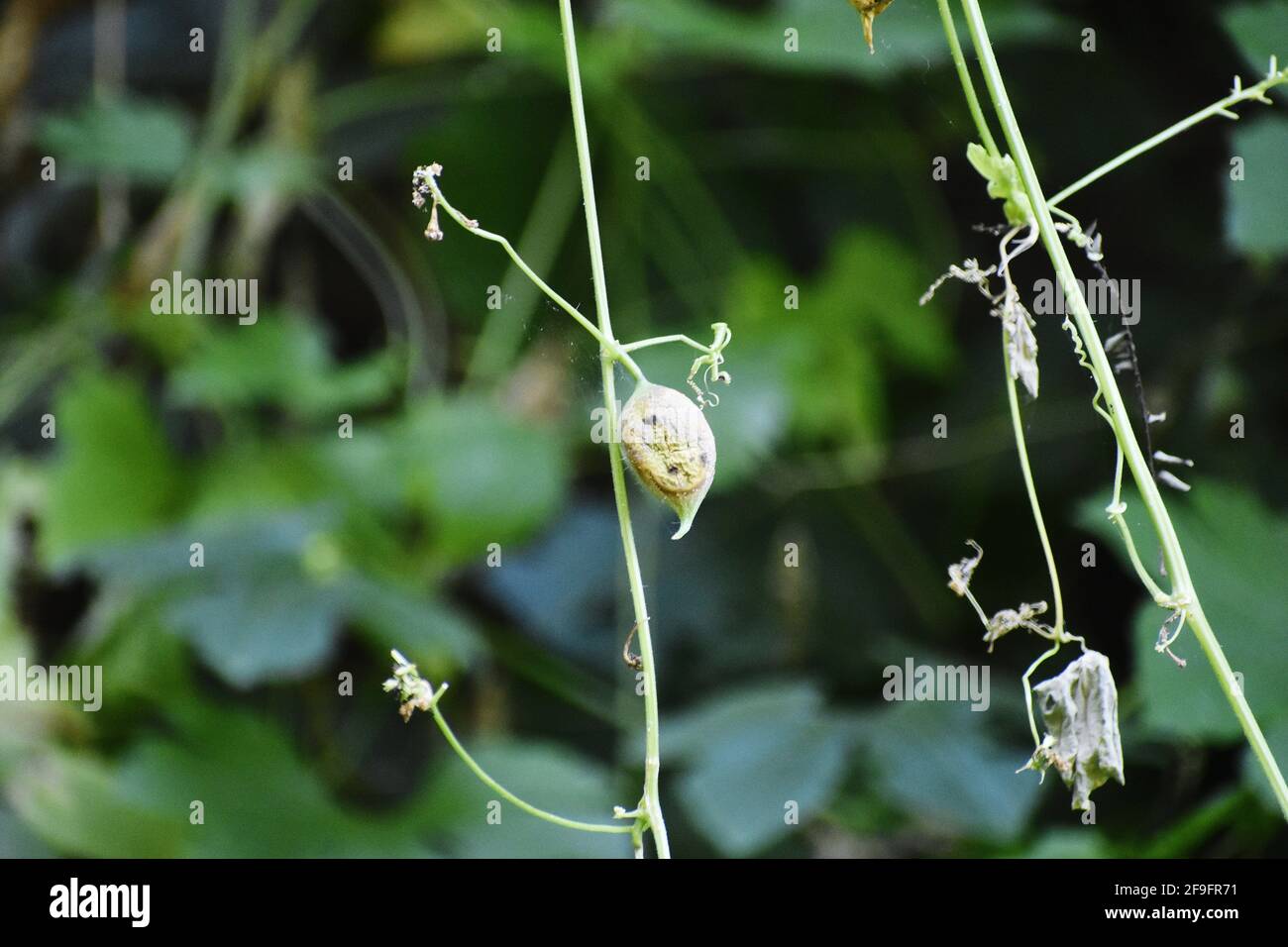 A selective focus shot of plant branches with sprouts Stock Photo - Alamy