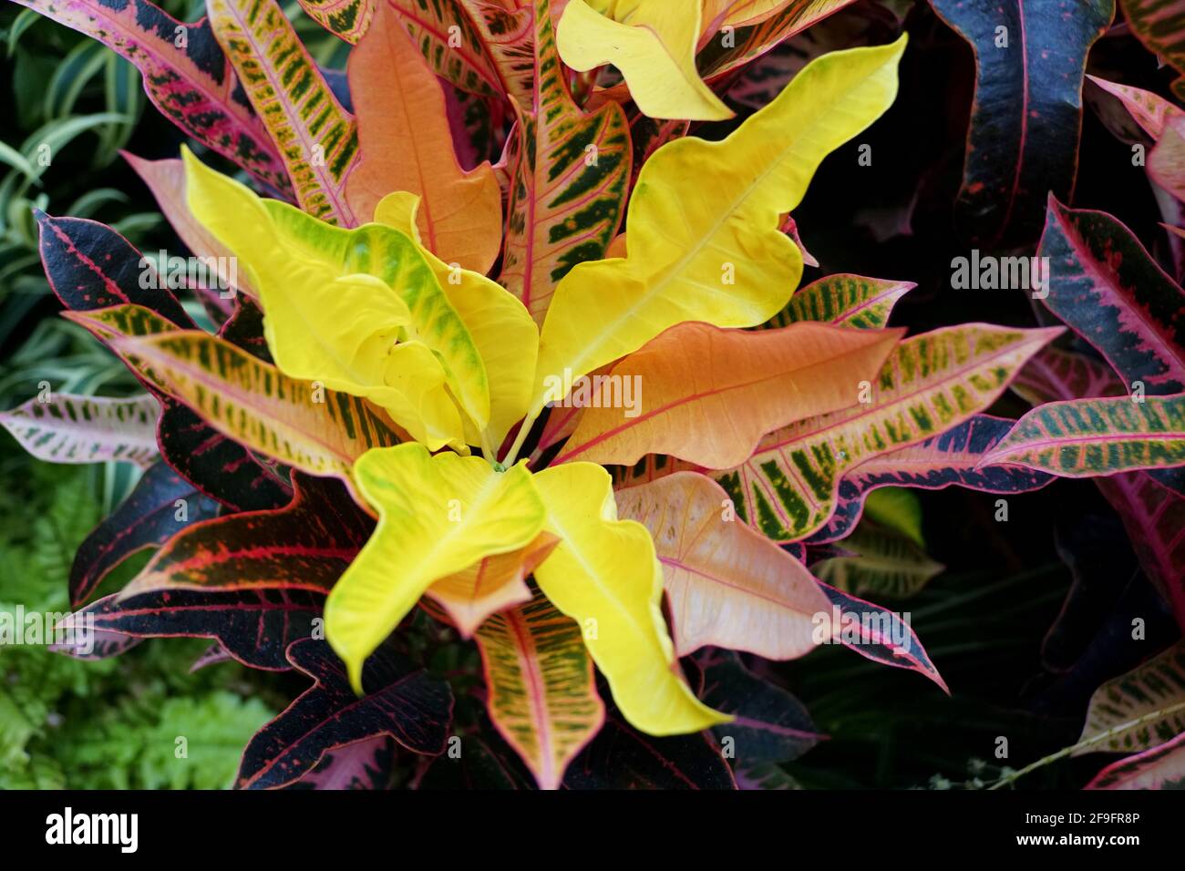 Multi-color leaves of Croton Nervia Plant, a beautiful tropical ...