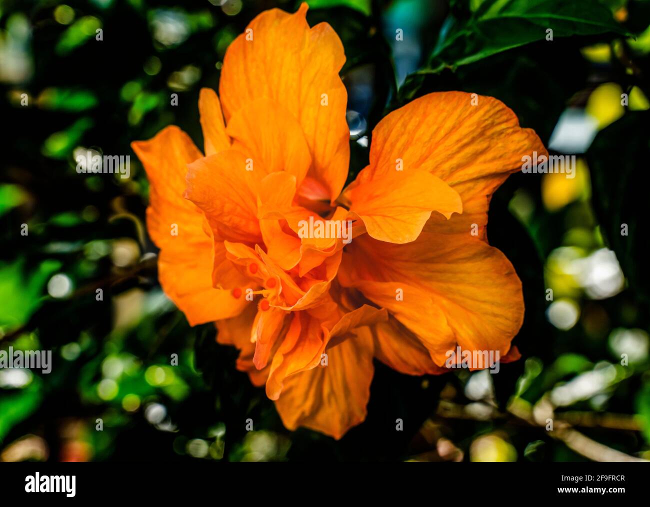 Double Golden Tropical Hibiscus Flower Green Leaves Florida. Tropical