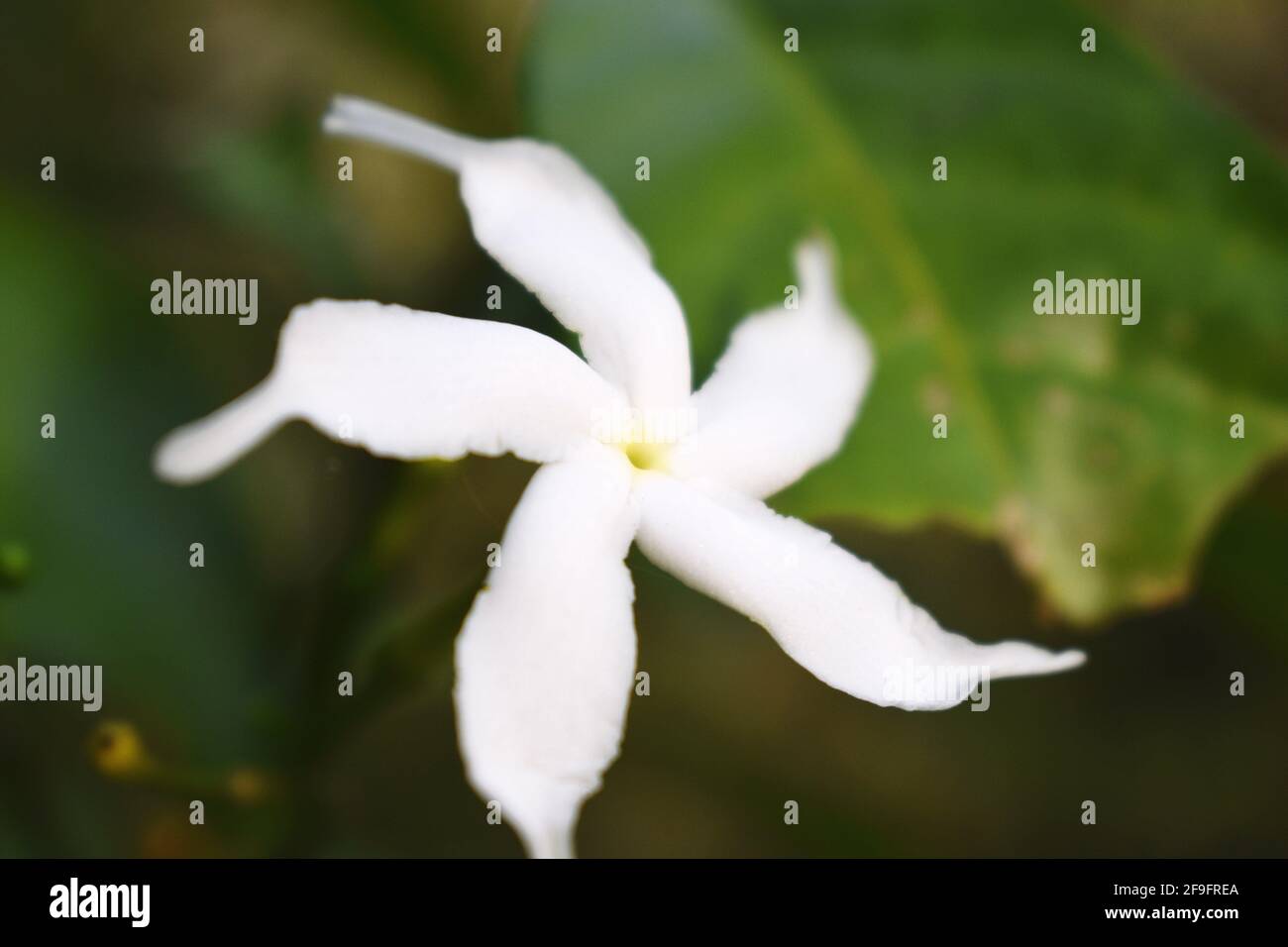 White Sampaguita Jasmine or Arabian Jasmine flower blossom Stock Photo Alamy