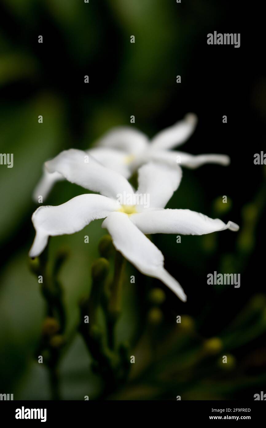White Sampaguita Jasmine or Arabian Jasmine flower blossom Stock Photo Alamy