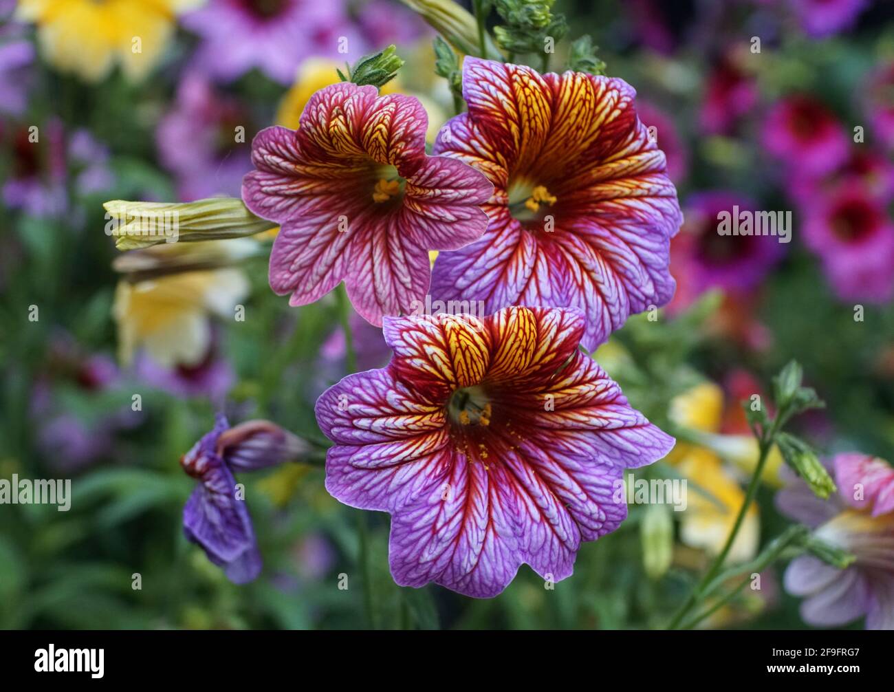 Bright colors of PaintedTongue flower, with scientific name