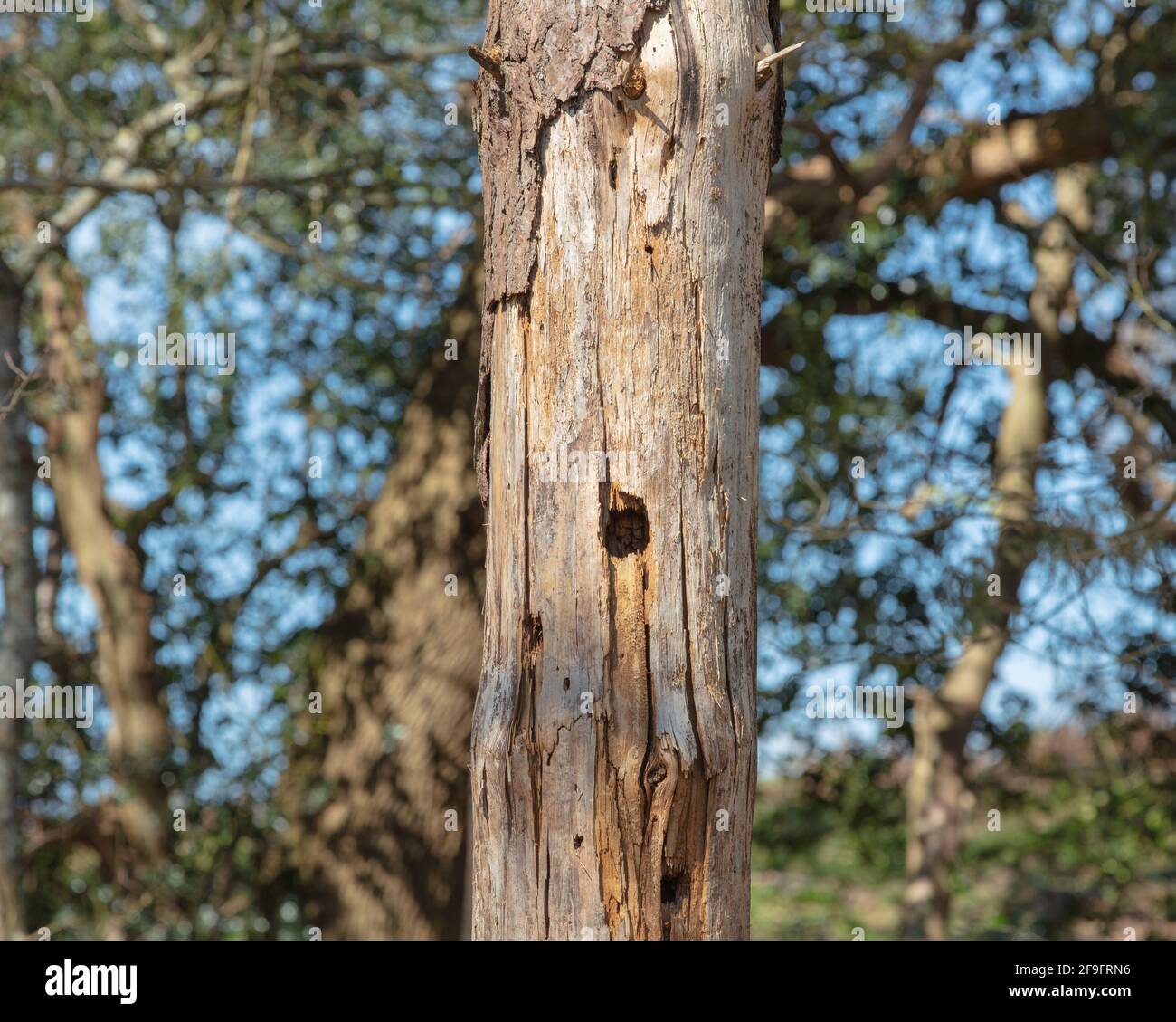 Nest hole in a tree trunk, UK. Stock Photo