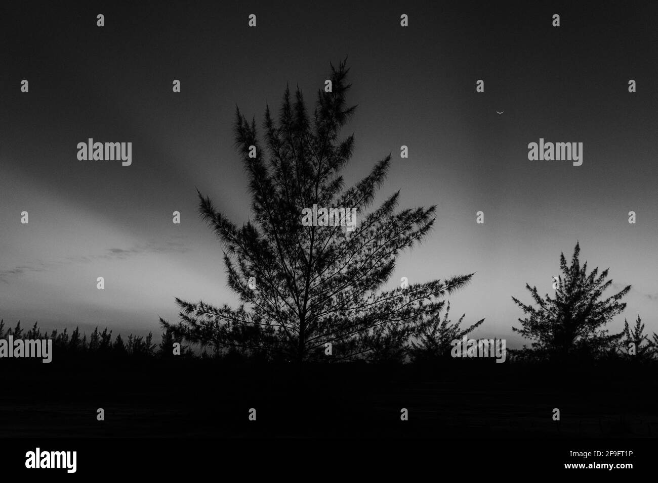 A black and white shot of a lonely tree on a sky background Stock Photo ...