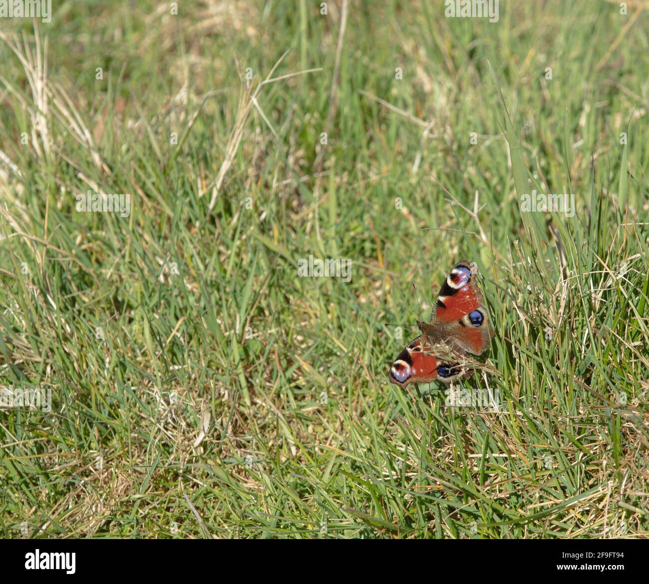 Peacock butterfly seen in a grass meadow in the UK Stock Photo - Alamy