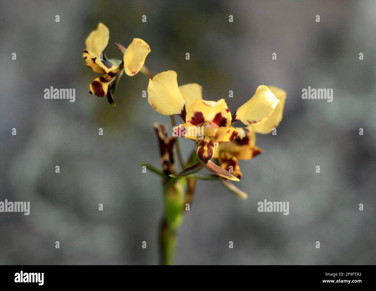 Leopard orchid Diuris pardina Australian wildflower Stock Photo