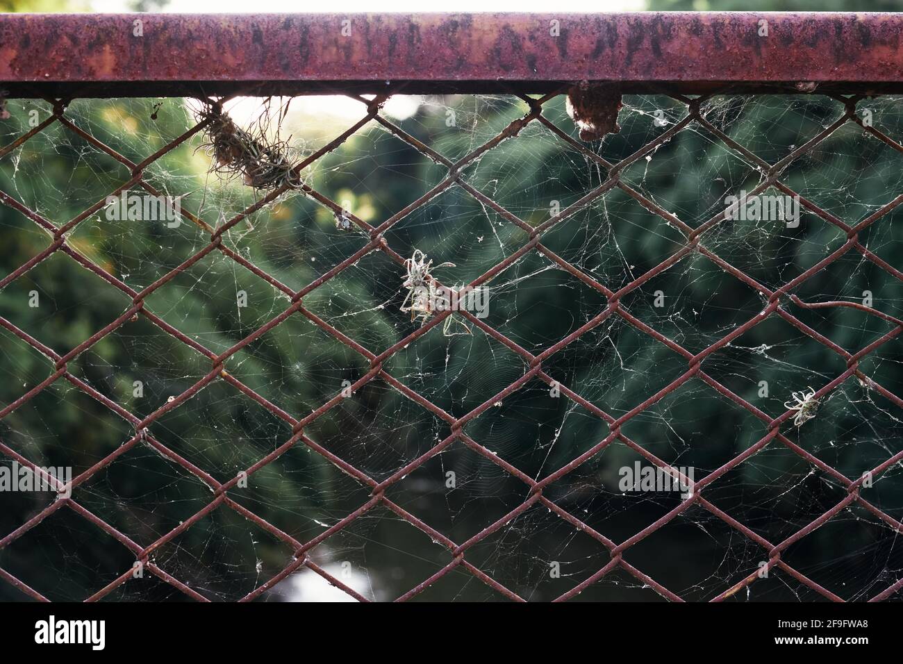 Abstract view of spider webs on fence during march spider season in Brazil Stock Photo
