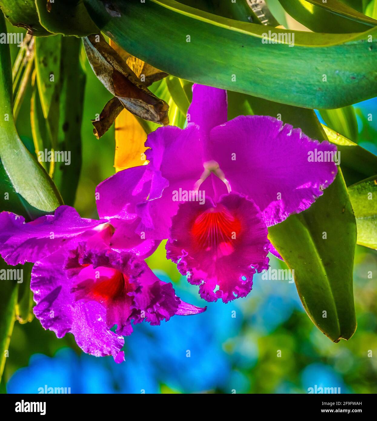 Purple Pink Cattleya Orchids Tropical Flowers Green Leaves Florida Cattleya Praestans Stock Photo