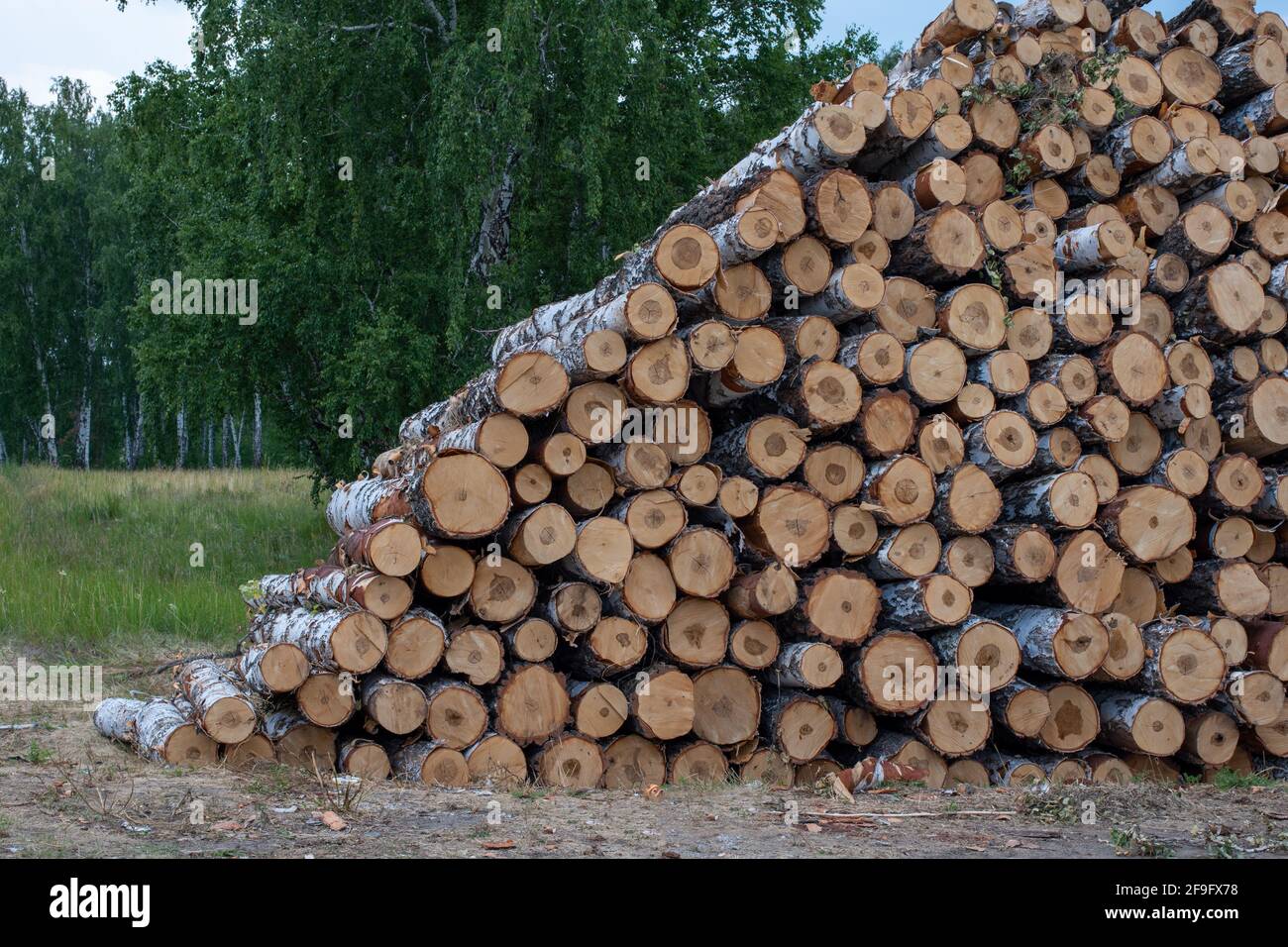 Felled tree trunks. Cut firewood, birch tree trunks stacked in piles. Illegal deforestation. Ecological catastrophy. Stock Photo