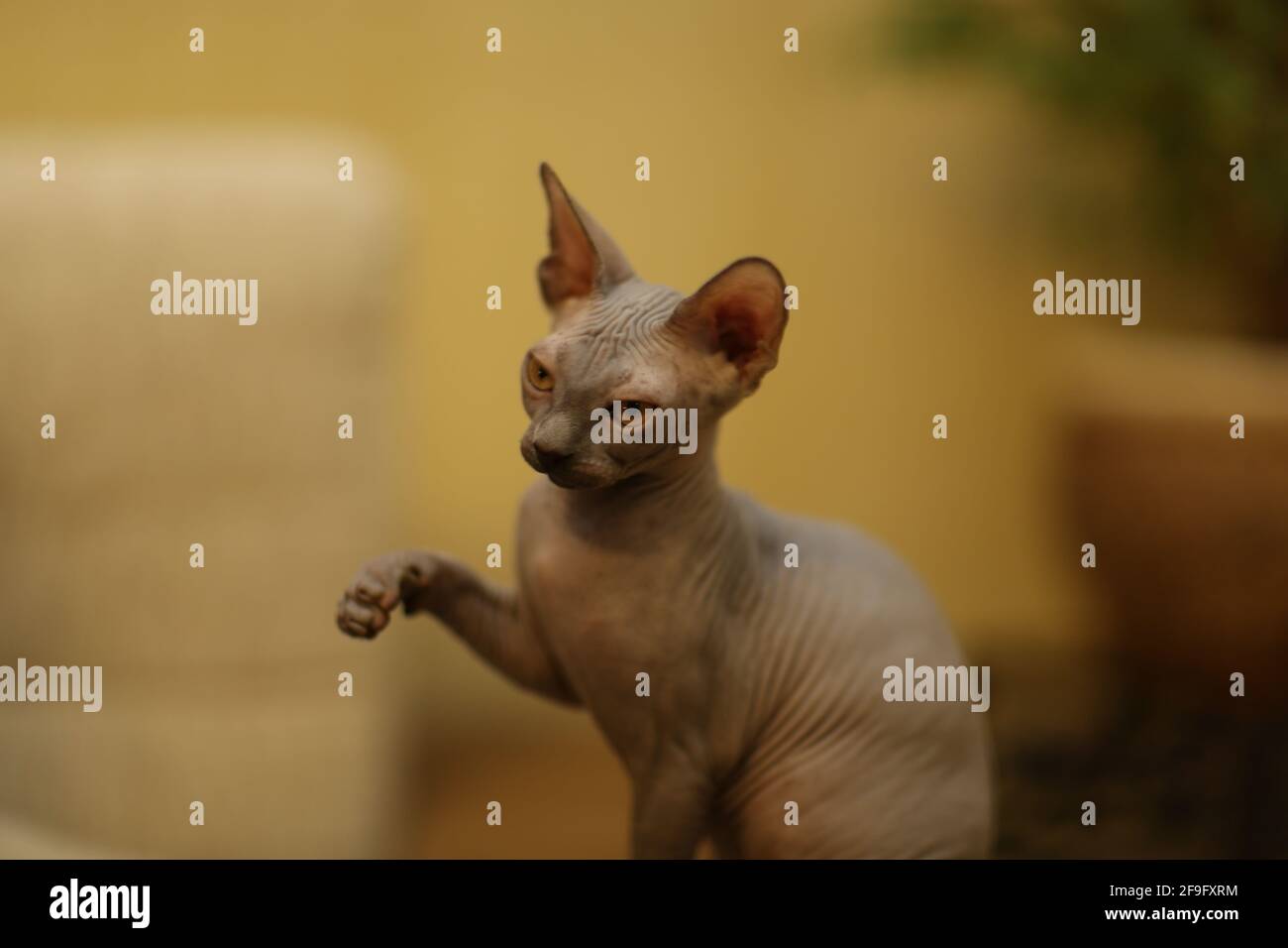 Portrait of a bald cat. The Sphynx cat breed is hairless animals without hair Stock Photo - Alamy Portrait of a bald cat. The Sphynx cat breed is hairless animals without hair Stock Photo - Alamy