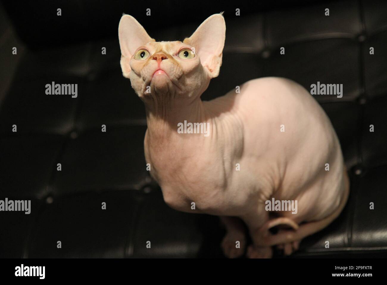 Portrait of a bald cat. The Sphynx cat breed is hairless animals without hair Stock Photo - Alamy Portrait of a bald cat. The Sphynx cat breed is hairless animals without hair Stock Photo - Alamy