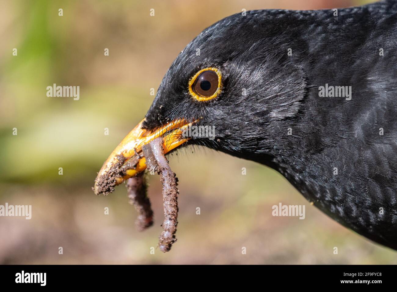 Closeup of male Blackbird with worms in its beak Stock Photo