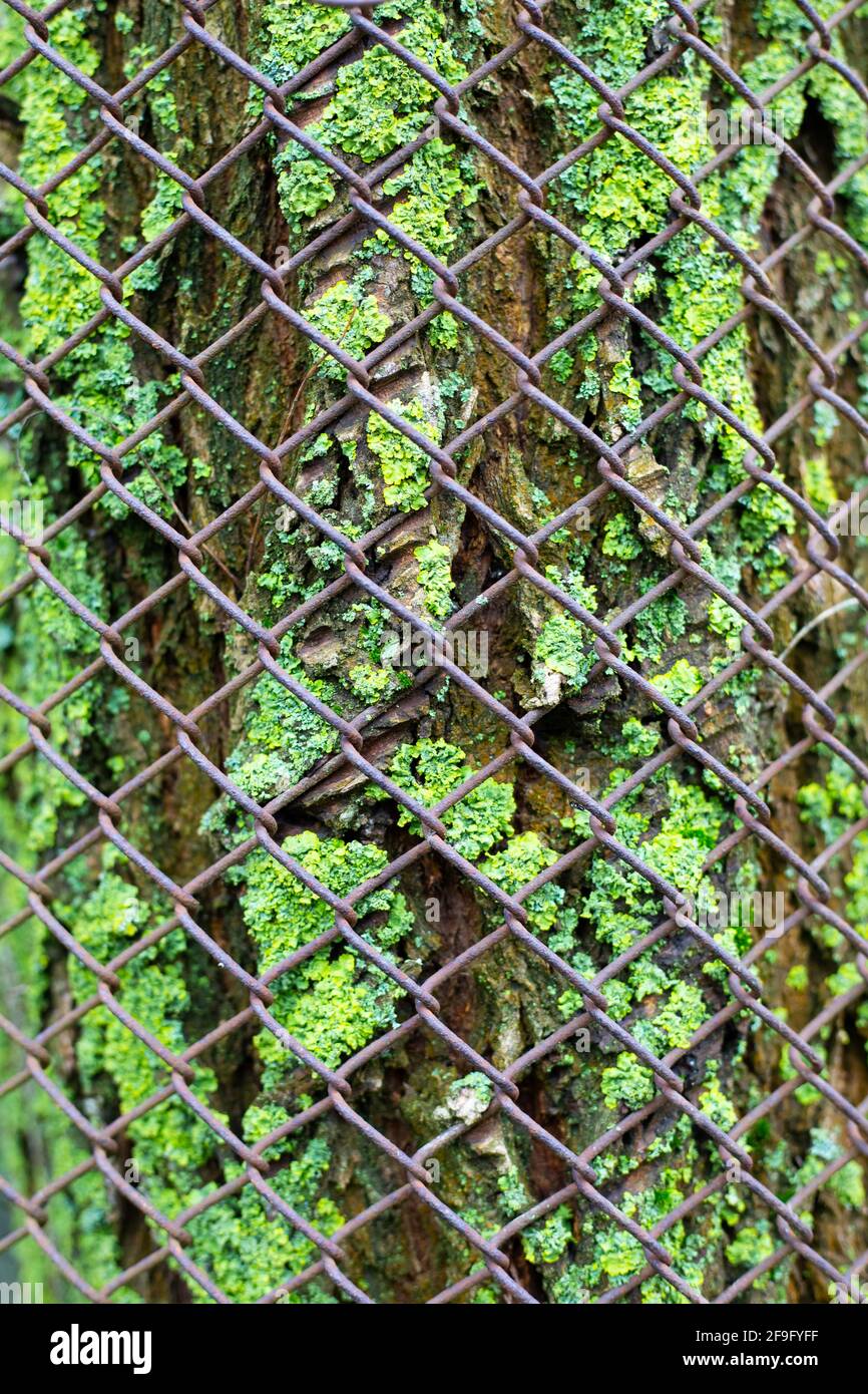 background of the bark of an old tree covered with green moss, behind a metal mesh fence. Enviroment protection. Stock Photo