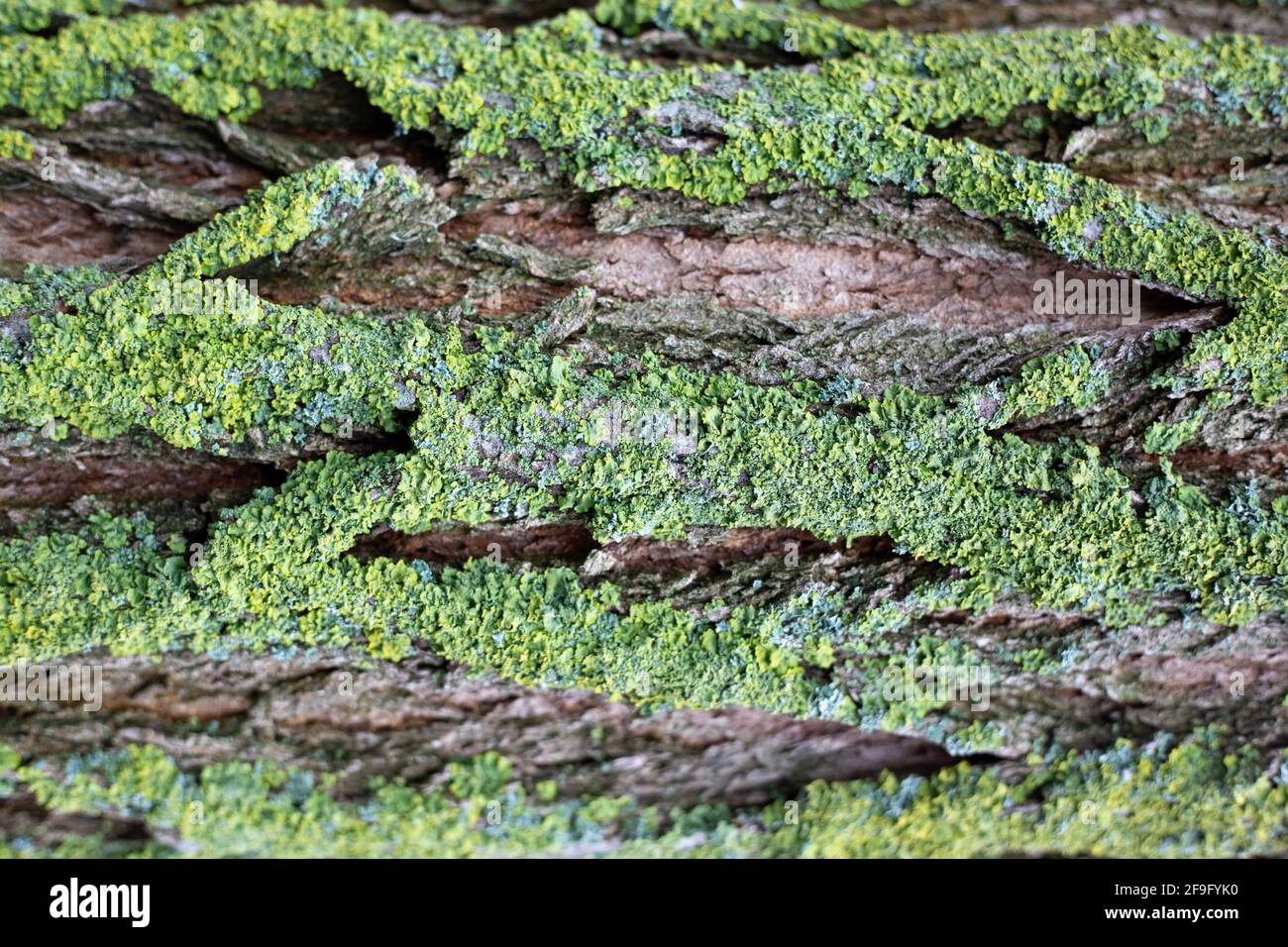 Background of the bark of an old tree covered with green moss.Protection of nature. Stock Photo