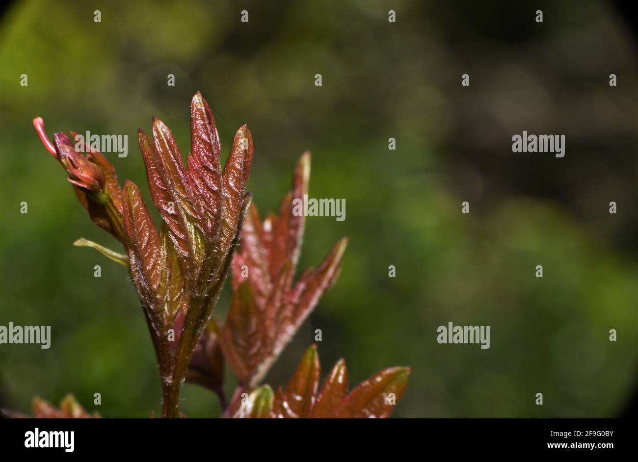 Reddish brown leaves. Stock Photo