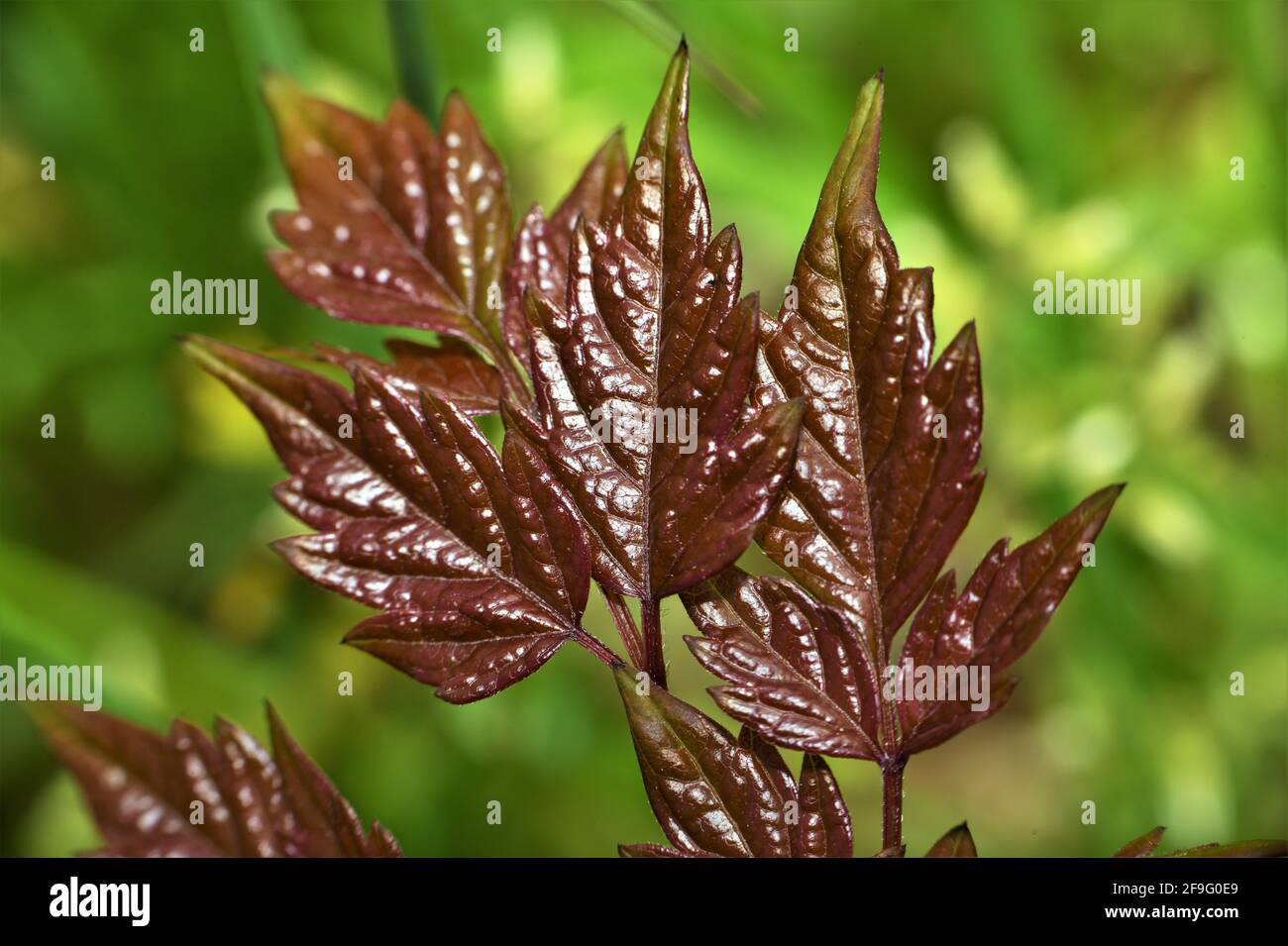Reddish brown leaves. Stock Photo