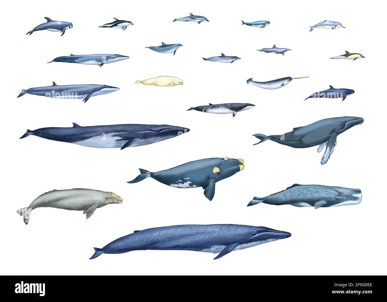 An illustration of the type of whale Stock Photo