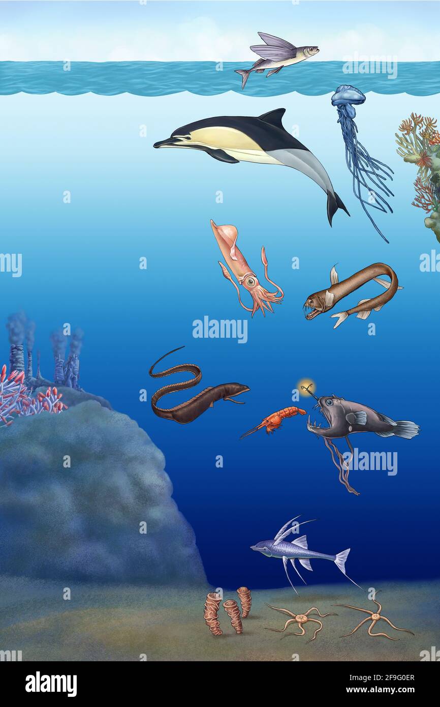 realistic illustration of sea creatures Stock Photo - Alamy