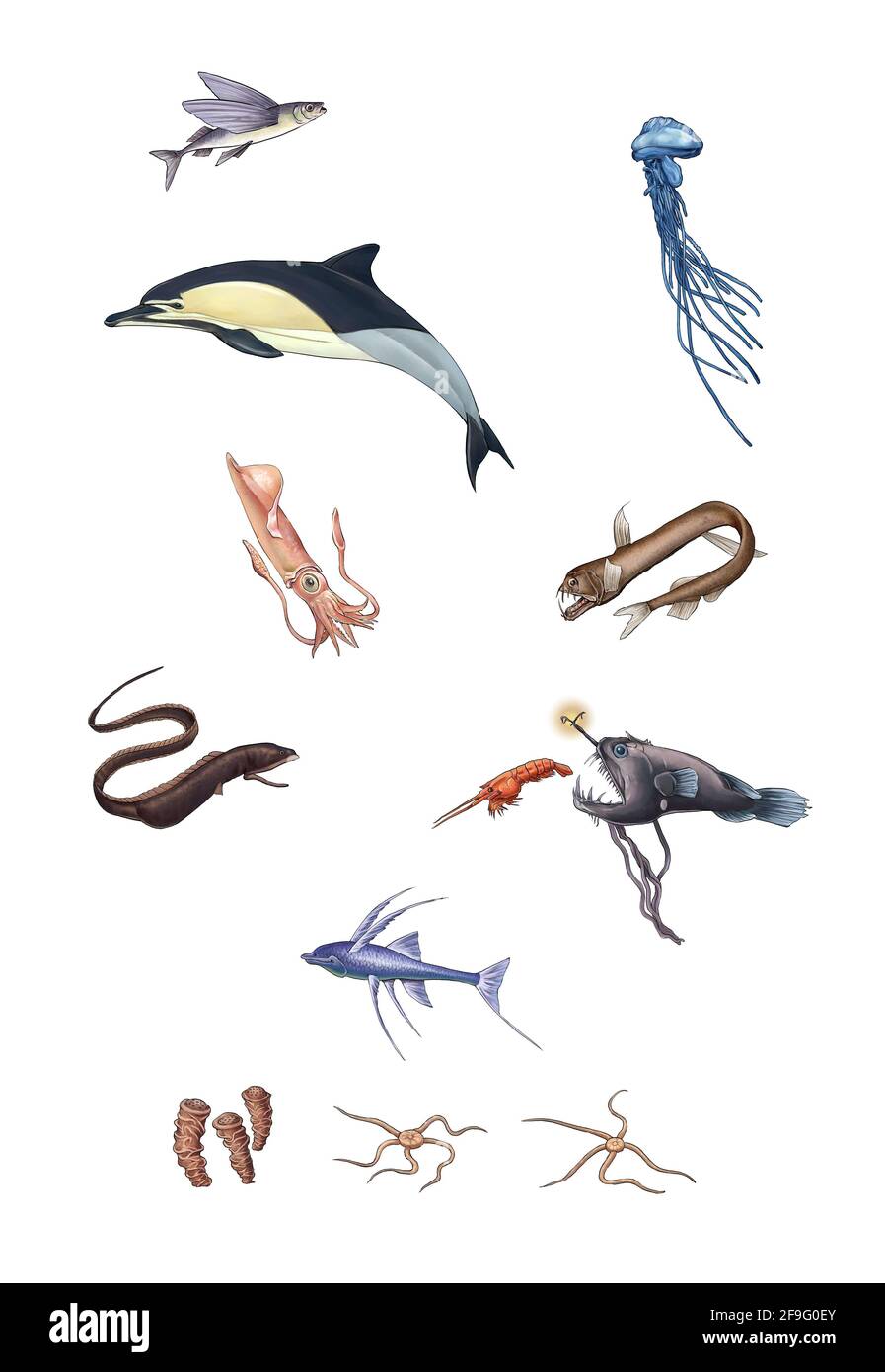 realistic illustration of sea creatures Stock Photo