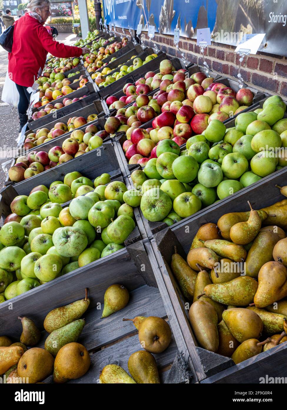 British Fruit Display of apples and pears in wooden crates at Farmers Market, with female shopper browsing the varieties and selection UK Stock Photo