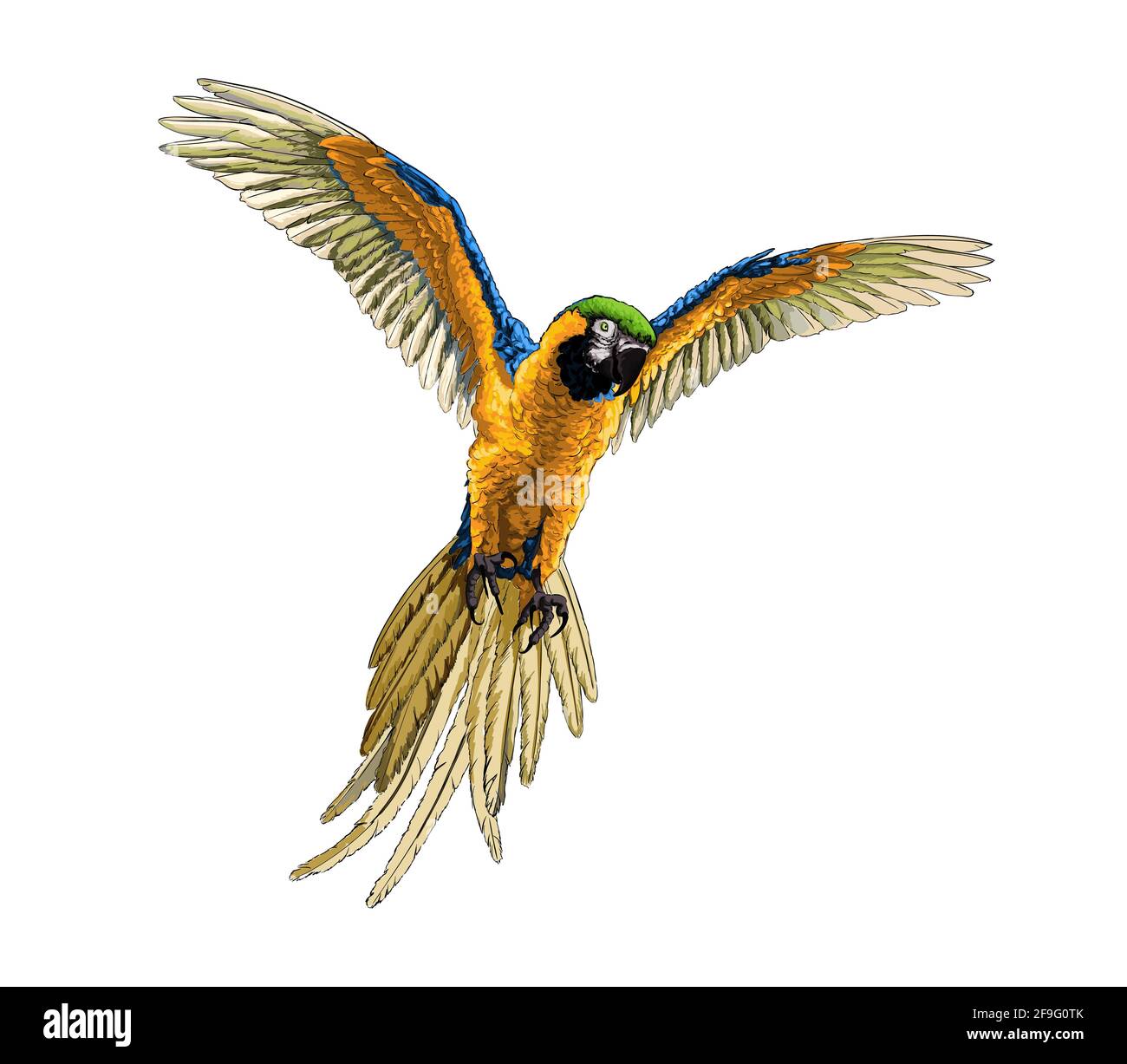 Parrot macaw from a splash of watercolor, colored drawing ...