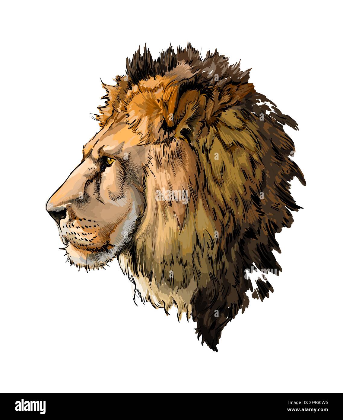 Lion head portrait from a splash of watercolor, colored drawing, realistic.  Vector illustration of paints Stock Vector Image & Art - Alamy