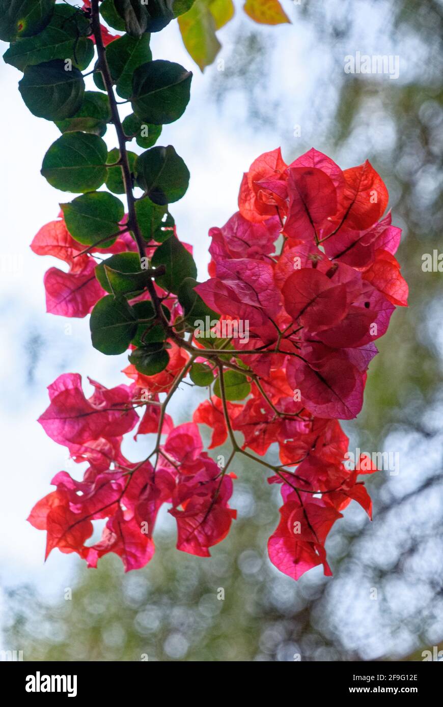 Close up of a flowers. Drilling flower (Bougainvillea glabra) or