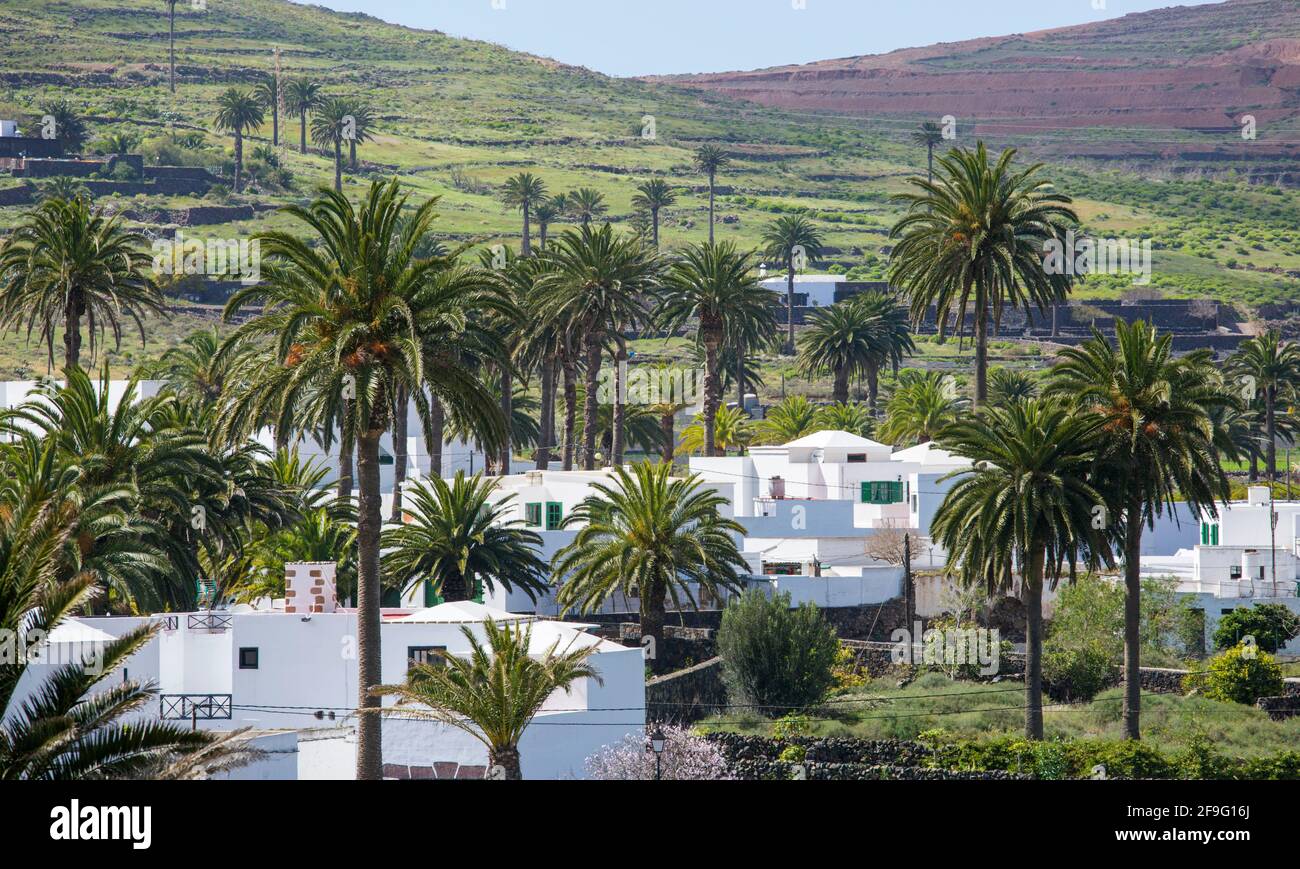 Haría, Lanzarote, Canary Islands, Spain. Typical whitewashed village houses in the Valley of a Thousand Palms. Stock Photo