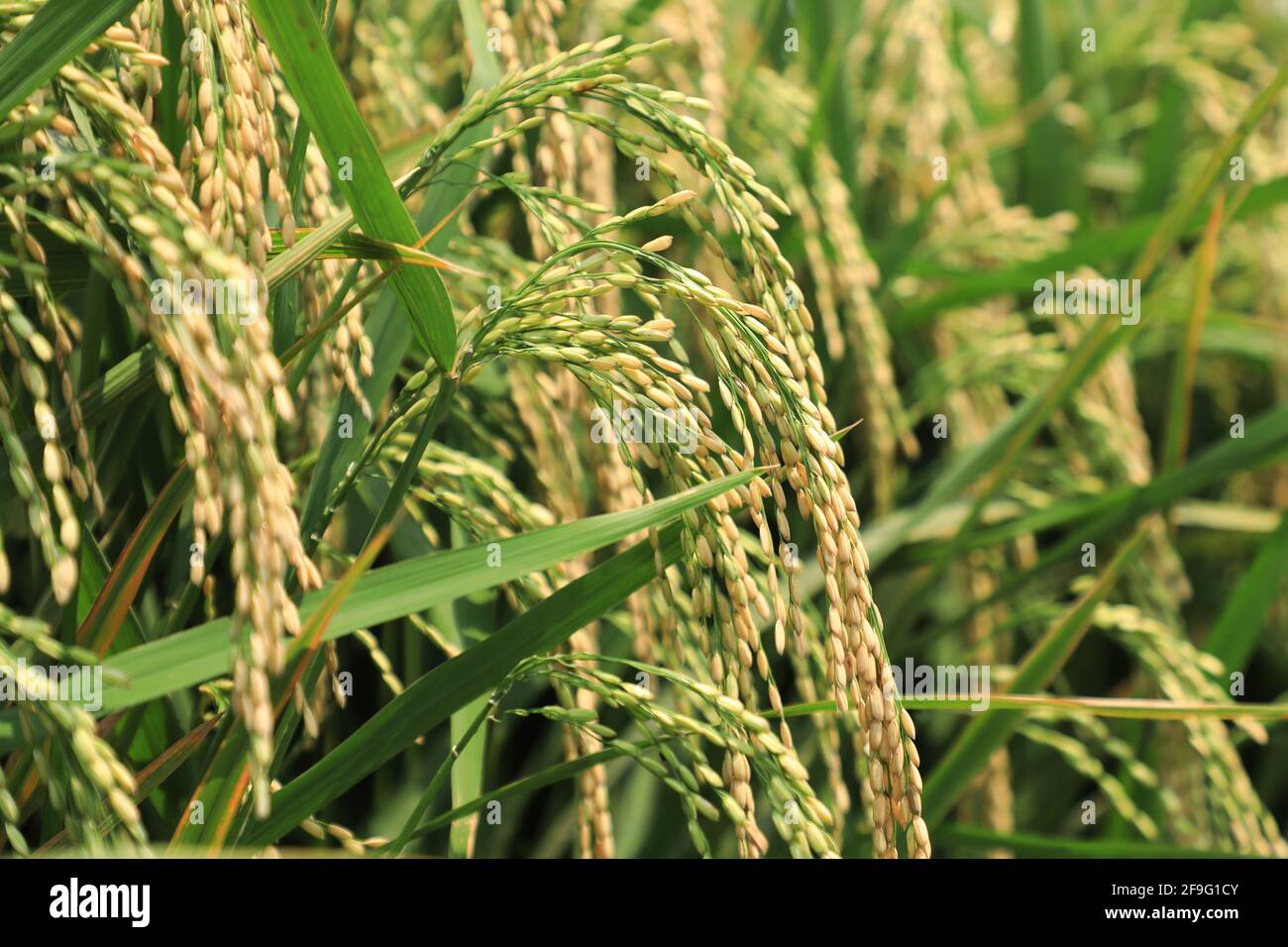 Dhaka, Bangladesh. 18th Apr, 2021. Rice ready for harvesting at Birulia