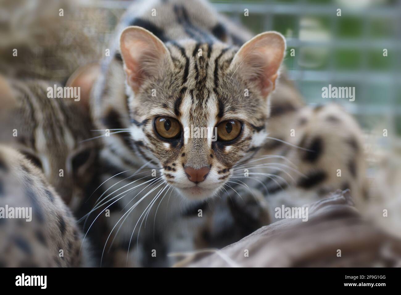 Leopard cat (Prionailurus bengalensis) Stock Photo