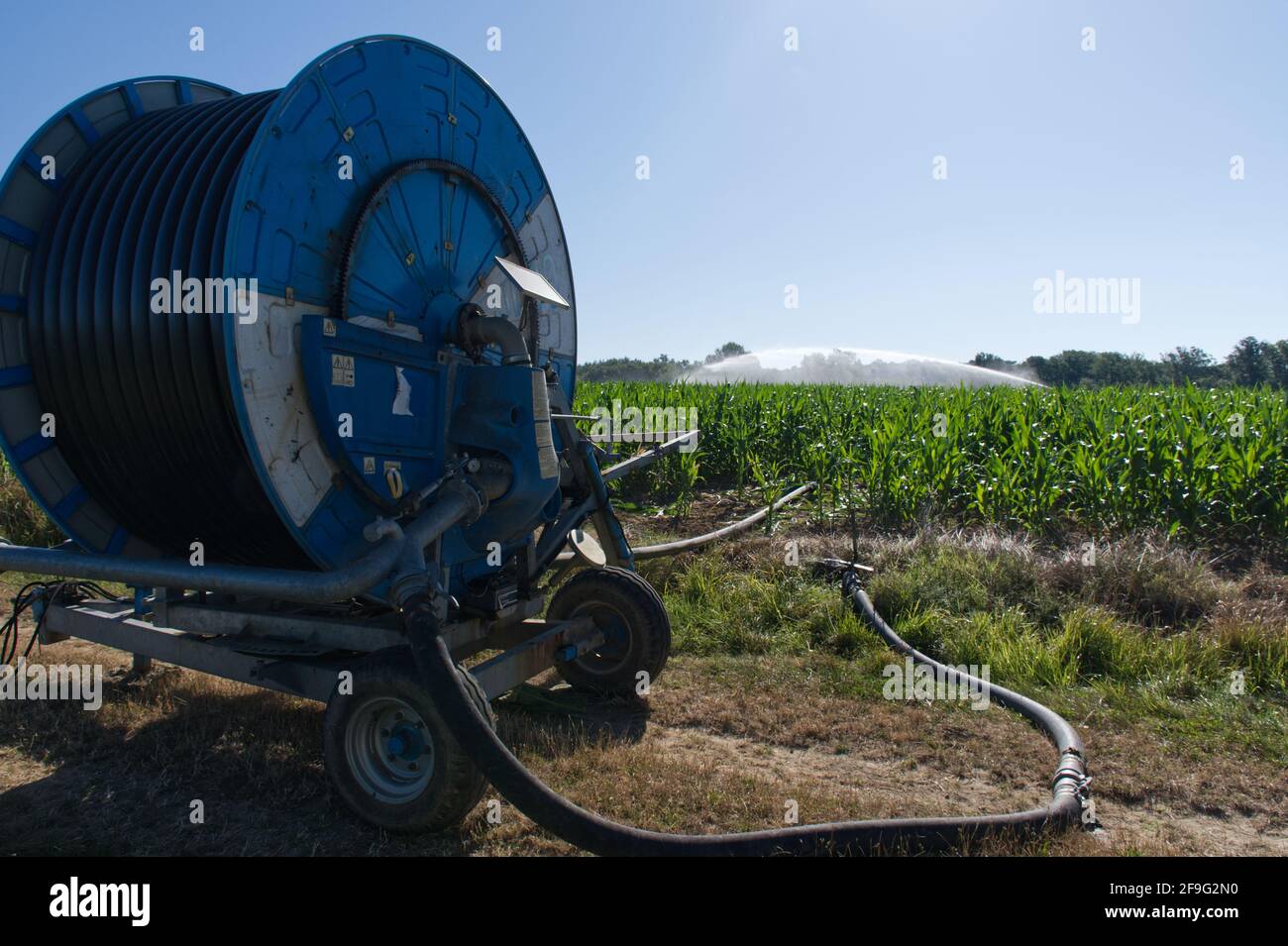 Hose reel travelling irrigation system irrigating a maize field in the