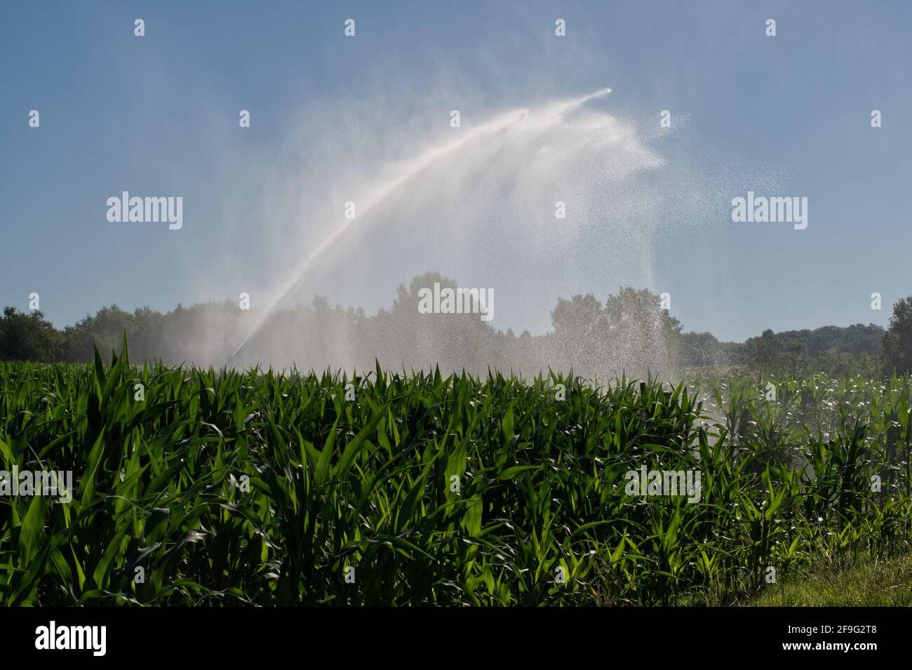 Hose reel travelling irrigation system irrigating a maize field in the Lot-et-Garonne, SW France. Stock Photo