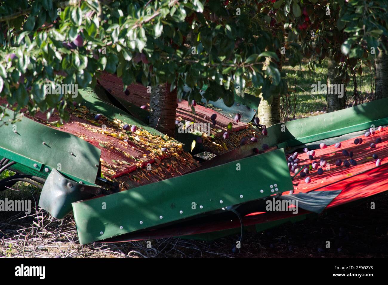 Prunes france hires stock photography and images Alamy