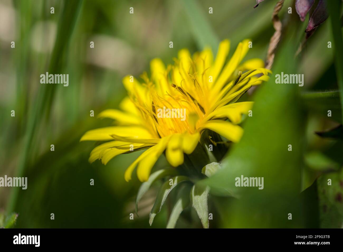 Dandelions on field in the grass, morning photo Stock Photo