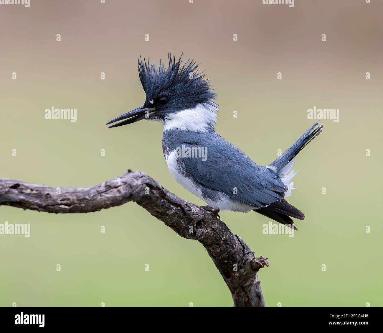 Belted Kingfisher, Rio Grande Valley, Texas, USA Stock Photo