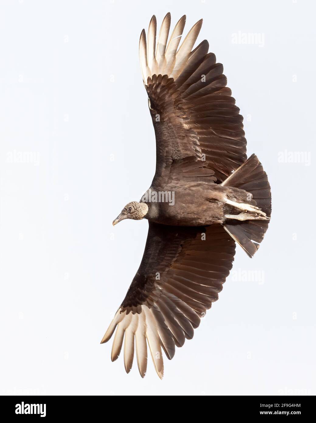 Black Vulture, Laguna Seca Ranch, Rio Grande Valley, Texas, USA Stock Photo