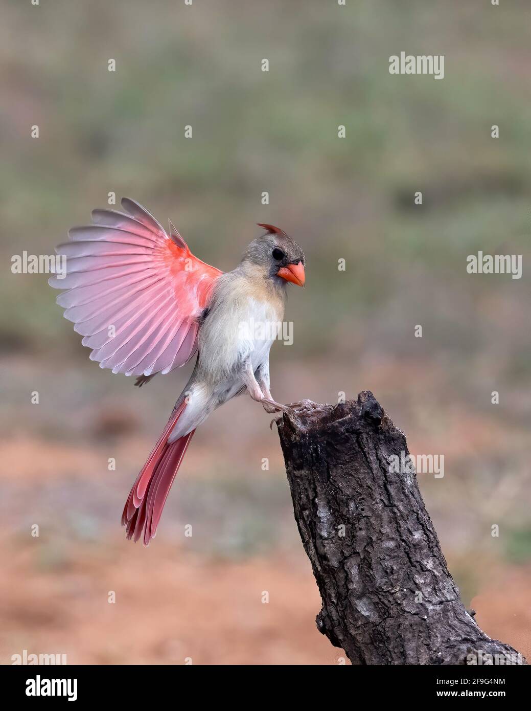 Northern Cardinal female, Laguna Seca Ranch, Rio Grande Valley Texas, USA Stock Photo