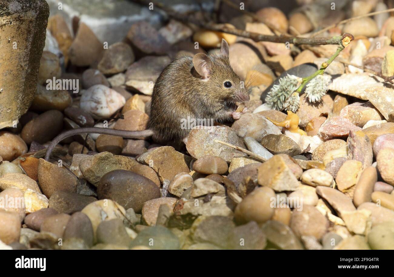 House Mouse (Mus musculus) Stock Photo